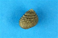 藏品(草蓆鐘螺)的圖片